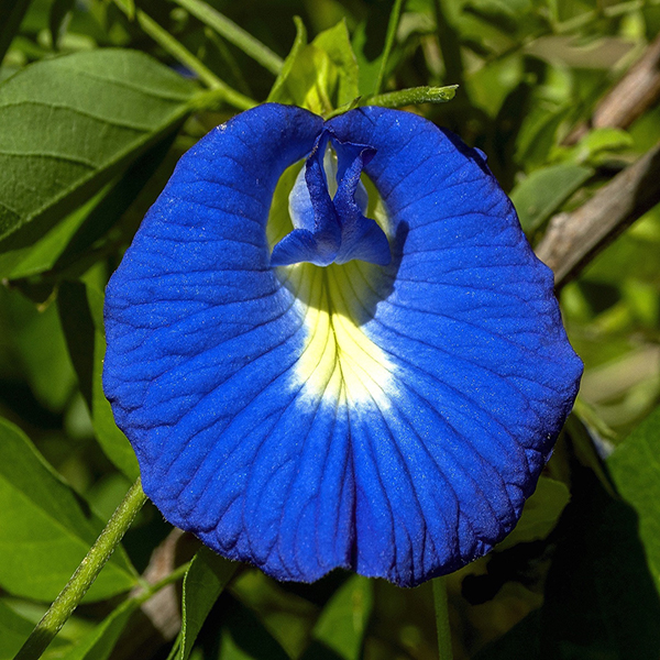 Butterfly Pea Flower