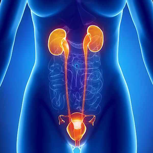 Kidneys & Bladder